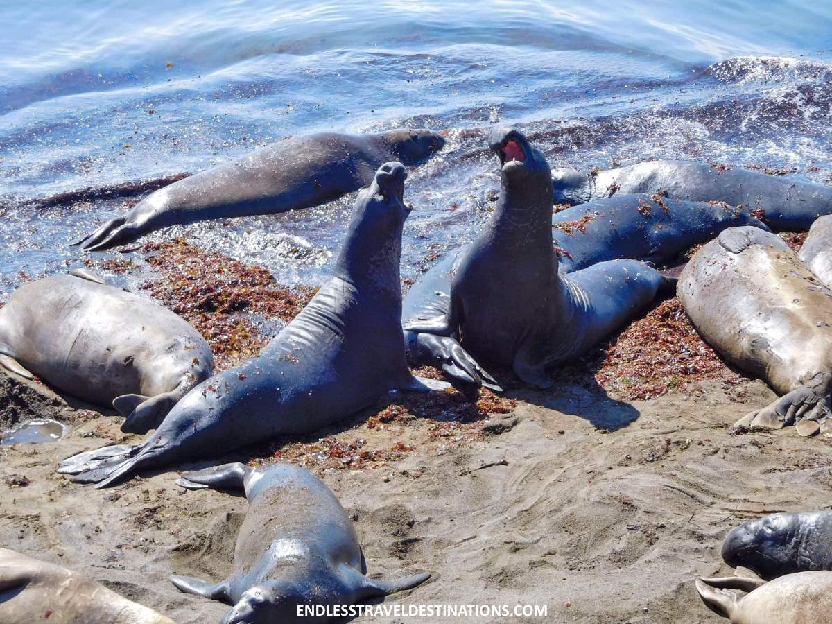 20 Best Things to Do on Pacific Coast Highway - Elephant Seal Vista Point - Endless Travel Destinations