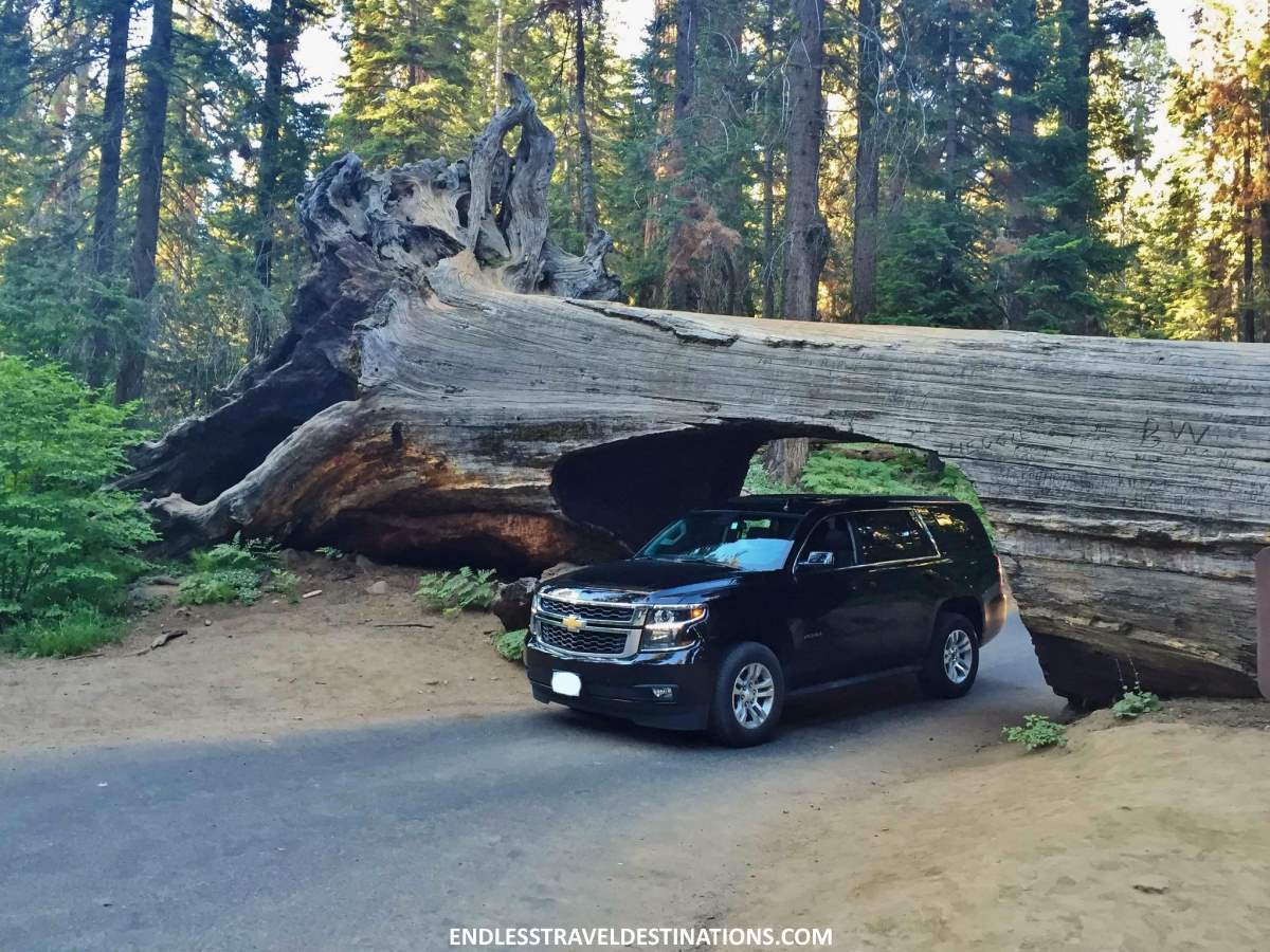 Sequoia National Park - Endless Travel Destinations