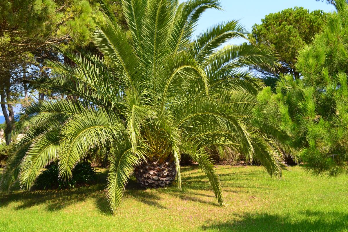 Jardin Botanico Canario - Endless Travel Destinations