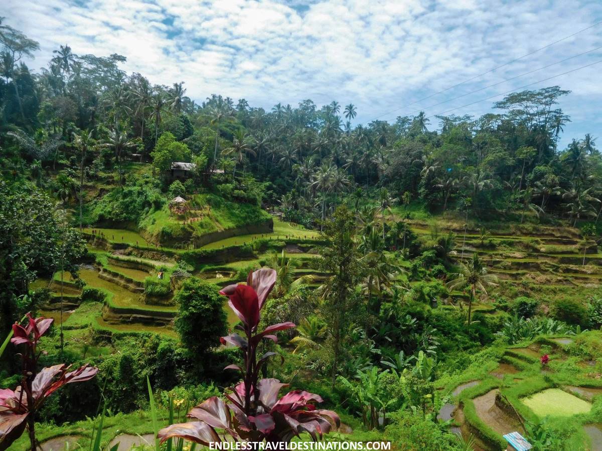 Tegallalang Rice Terraces - Endless Travel Destinations