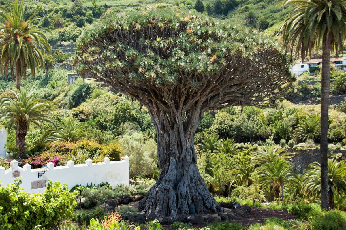 Dragon Blood Tree - Endless Travel Destinations