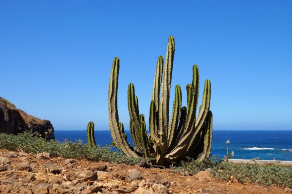 15 Very Best Things to Do in Tenerife - Endless Travel Destinations